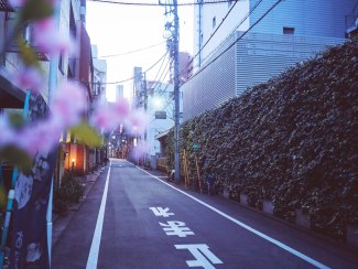 cherryblossom in street of Tokyo